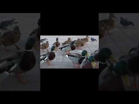 Прикольные утки #shorts #приколы #приколсутками#утки смотреть онлайн