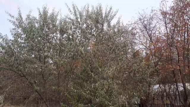 Лох узколистный. Небольшой обзор. смотреть онлайн