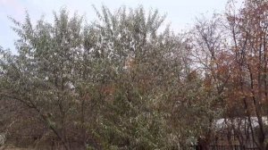 Лох узколистный. Небольшой обзор.