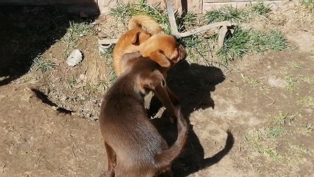 Питомник Имгосбулл