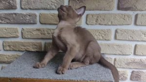 Чейбл / Бурманский котик / Окрас шампань / 2 месяца / Burmese kitten