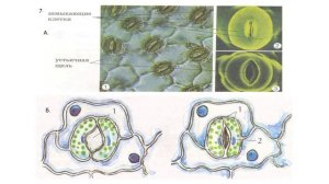 Клеточное строение листа. Видоизменения листа