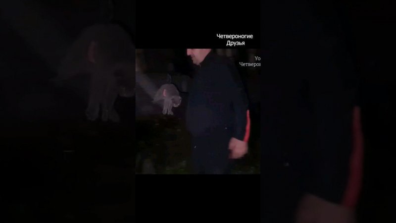 котенка выбросили на улицу, услышав меня она бежала за мной и кричала о помощи, вот какова ее судьба