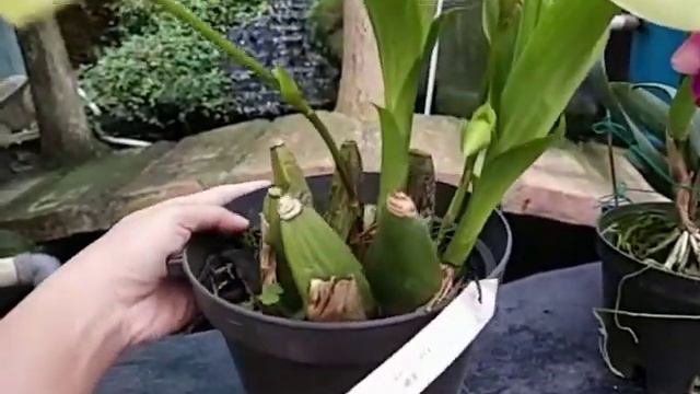 Lycaste Green Apple смотреть онлайн