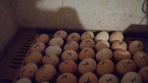 Овоскопирование # 11 день инкубации.