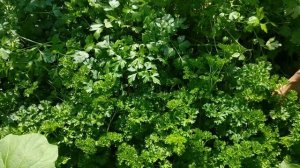 ОБИЛЬНЫЙ УРОЖАЙ ПЕТРУШКИ в 2021? Огород Татьяны Башмаковой