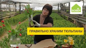 Как правильно хранить срезанные тюльпаны