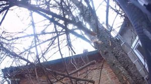 Спилить дерево. Ели во дворе частного дома