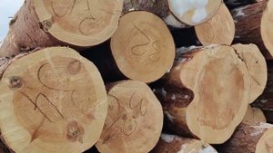 Первая партия леса на новый заказъ