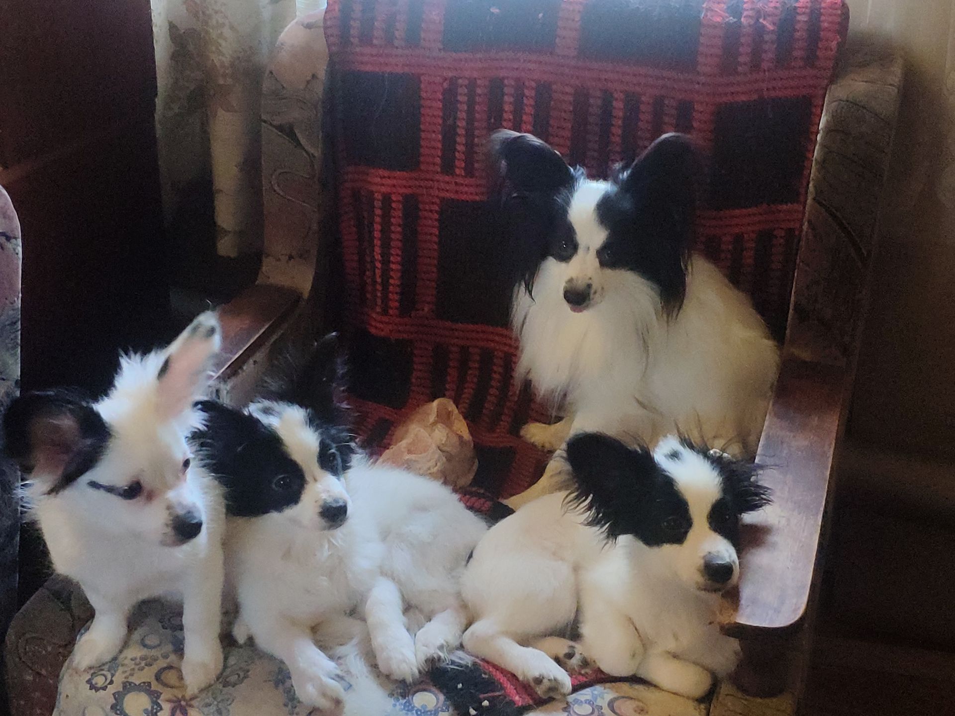 Две минуты с папийонами