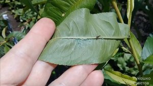 Тля на Персике Погибнет Сразу! Лучшее Народное Средство Как Избавиться от Тли Лукошко Советов