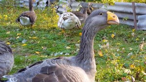 Гуси Камагоры г Обоянь