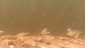 Рыба в Волге. Подводная съёмка