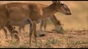 Фауна Казахстана. Сайгаки/Fauna of Kazakhstan. Saigas