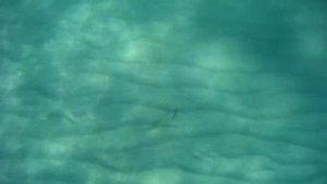 рыба Луфарь чёрное море Адлер