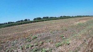 Всходы подсолнечника Сур посев после уборки озимого ячменя, два урожая в год на полях Таврии.