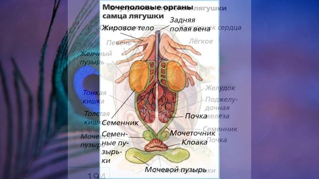 "Класс Земноводные, или Амфибии", Биология 7 класс, Сивоглазов