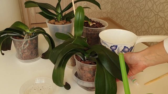 НВ-101 для орхидей || Стимулирующий раствор для деток орхидей, реанимашек и пересаженных орхидей смотреть онлайн