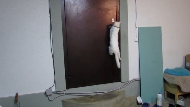 САМЫЙ УМНЫЙ КОТ В МИРЕ! КОТ ОТКРЫВАЕТ ВХОДНУЮ ДВЕРЬ И ЗАПУСКАЕТ ДРУЗЕЙ В ДОМ)))
