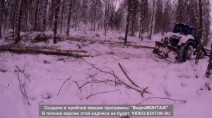 Валка леса. Заготовка дров. Делянка. два  МТЗ. Январь 2021 г. Вологодская область