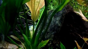 Эхинодорус Озирис (Echinodorus osiris)