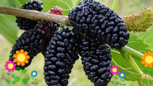 Шелковица черная. Краткий обзор: Шелковица черная описание характеристик, где купить саженцы