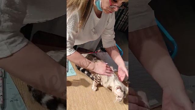 Первая выставка бенгальского кота. смотреть онлайн