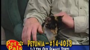 Meet PETUNIA a Domestic Shorthair currently available for adoption at Petango.com! 5/13/2014 9:08:0