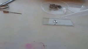 Исследование соскобов кожи