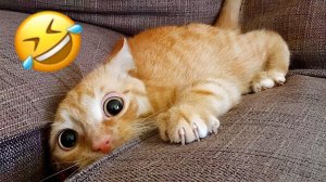 Смешные Приколы с Котами | Мемы с Котами 2023 | Подборка приколов