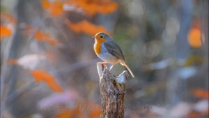 Nikon d3300 + Tamron SP 70-300mm f/4-5.6 Di VC USD bird photography test (sample photos)