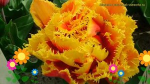 Тюльпан триумф Криспион Бьюти. Краткий обзор, описание характеристик Crispion beauty