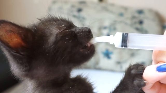 Котенок пьет молочко 10 часов / Kitten drinks milk 10 hours смотреть онлайн