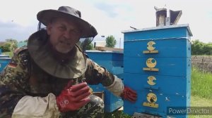 Что случилось с пчелой после её перевода на 145-ю рамку.