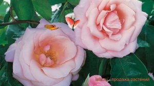 Роза плетистая Хай Хоупс (rosa high hopes) ? роза Хай Хоупс обзор: как сажать саженцы розы Хай Хоуп