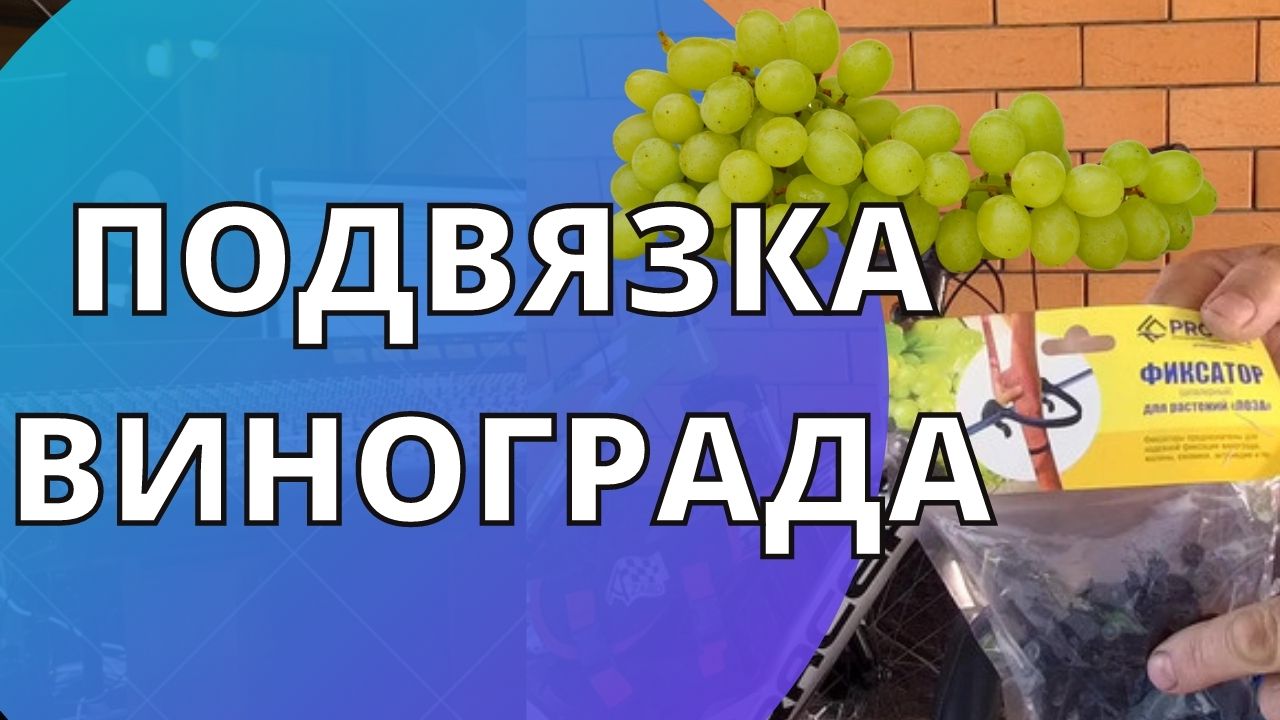 #136 Жизнь на юге России/Подвязка винограда/Переезд на Кубань/Купили дом на юге/.mp4