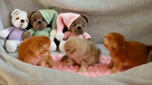 ❤️ Flaffy Kittens | British Shorthair смотреть онлайн
