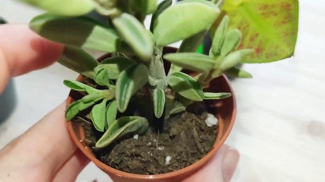 комнатные растения//распаковка посылки 🪴☘️🌼 смотреть онлайн