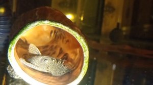 Выход личинки анциструса из икры и превращение её в малька