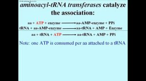 204 Deciphering all 64 Triplet Codons