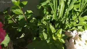 Низкорослые  Метельчатые гортензии. Новинки в моëм саду.