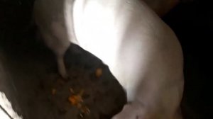 Поросята. Тыква как корм для поросят