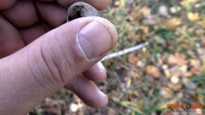 Nokta|Makro Impact Pro | Поиск в лесу