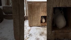 К нам пришла зима ! Кормление щенков алабая , возраст 30 дней