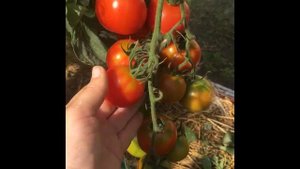 Помидоры Снегопад __ обзор сортов.mp4