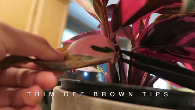 My Stromanthe Triostar (no audio) смотреть онлайн