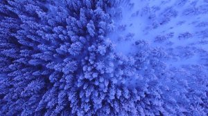 Тайга - Ваенга.(исполняет вальдемар) mp4