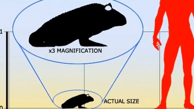 BEELZEBUFO | Дьявольская лягушка смотреть онлайн