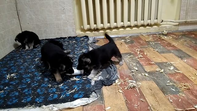 Разведение собак. Лактация. Уход за матерью и щенками. смотреть онлайн