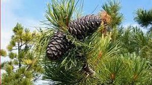 ВЛАДИМИР  МЕГРЕ   "АНАСТА"